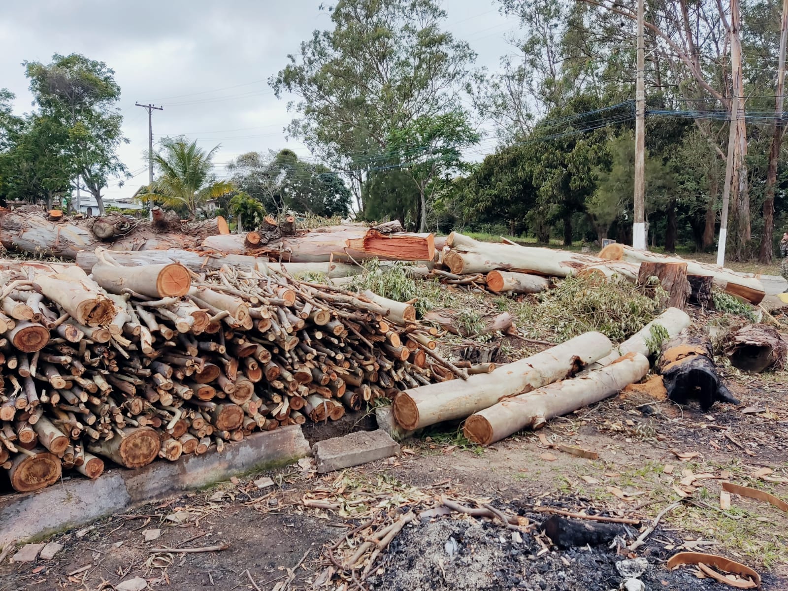 Denúncia feita ao Linha Verde leva polícia a constatar corte irregular de árvores em condomínio de Araruama