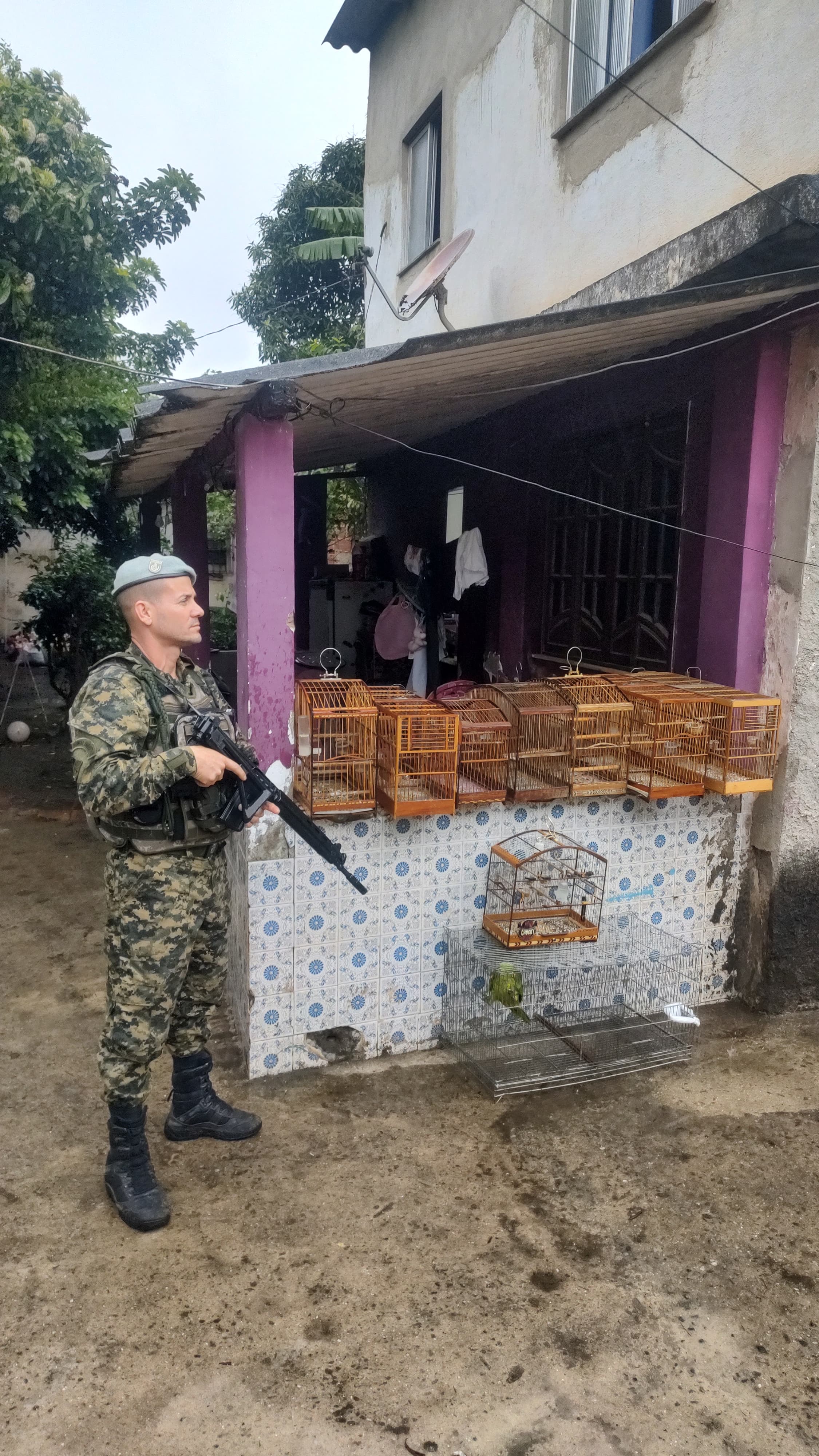 Pássaros são encontrados em cativeiro na zona oeste após denúncia 