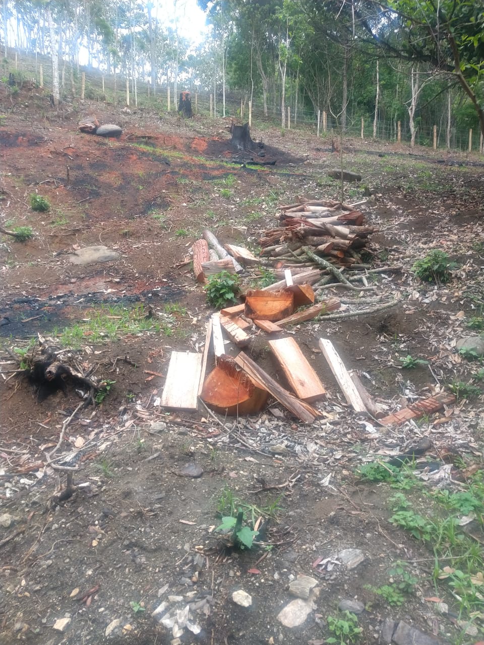 Polícia identifica desmatamento em Rio Claro após denúncia