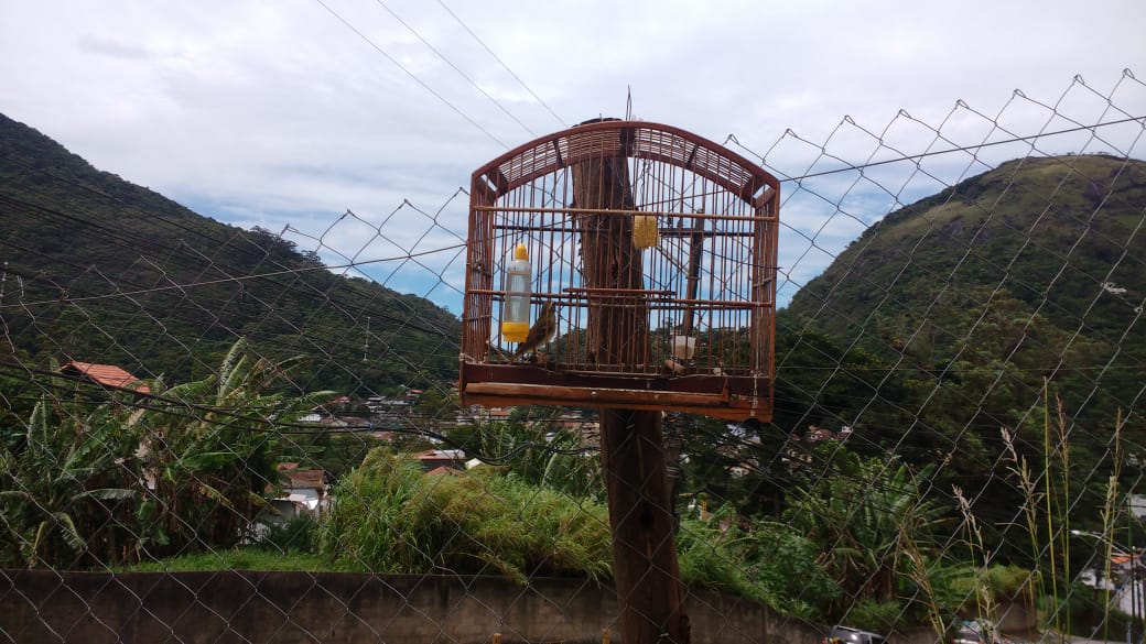 Denúncia leva polícia a resgatar pássaros silvestres no Morin, em Petrópolis
