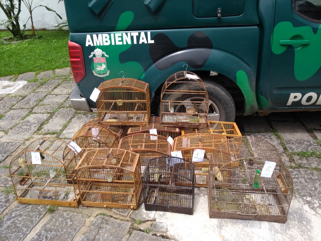 Pássaros silvestres mantidos em cativeiro foram resgatados por policiais ambientais com ajuda de informações do Linha Verde