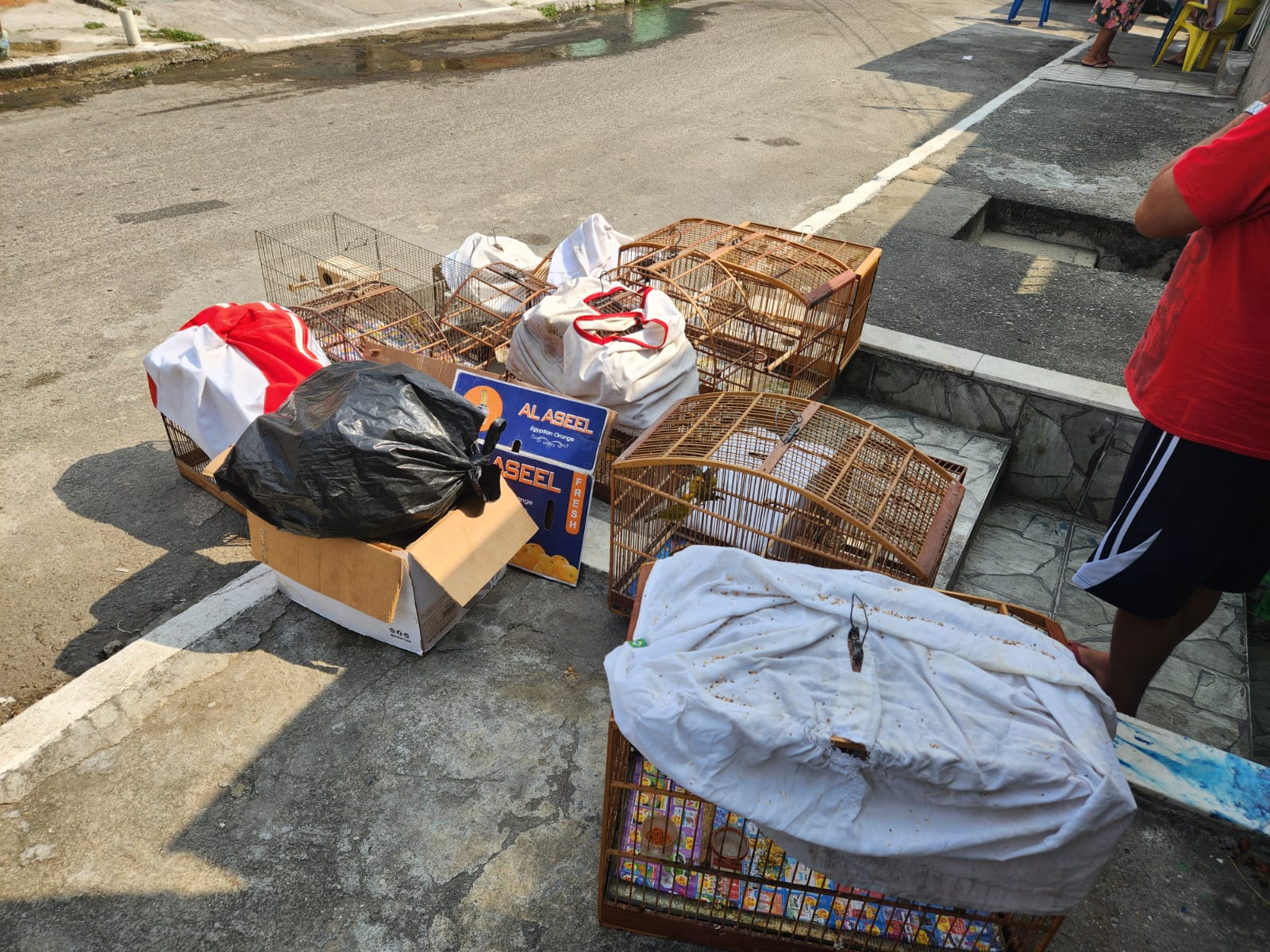 Denúncia ajuda polícia no resgate de 16 pássaros em São João de Meriti 