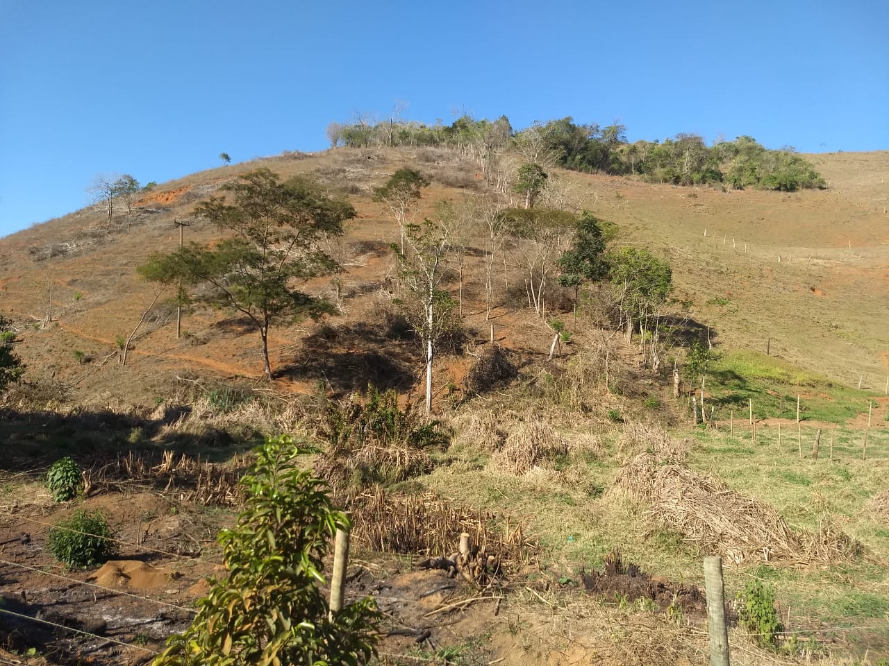 Polícia flagra área de dois hectares desmatada em Cardoso Moreira após informações do Linha Verde