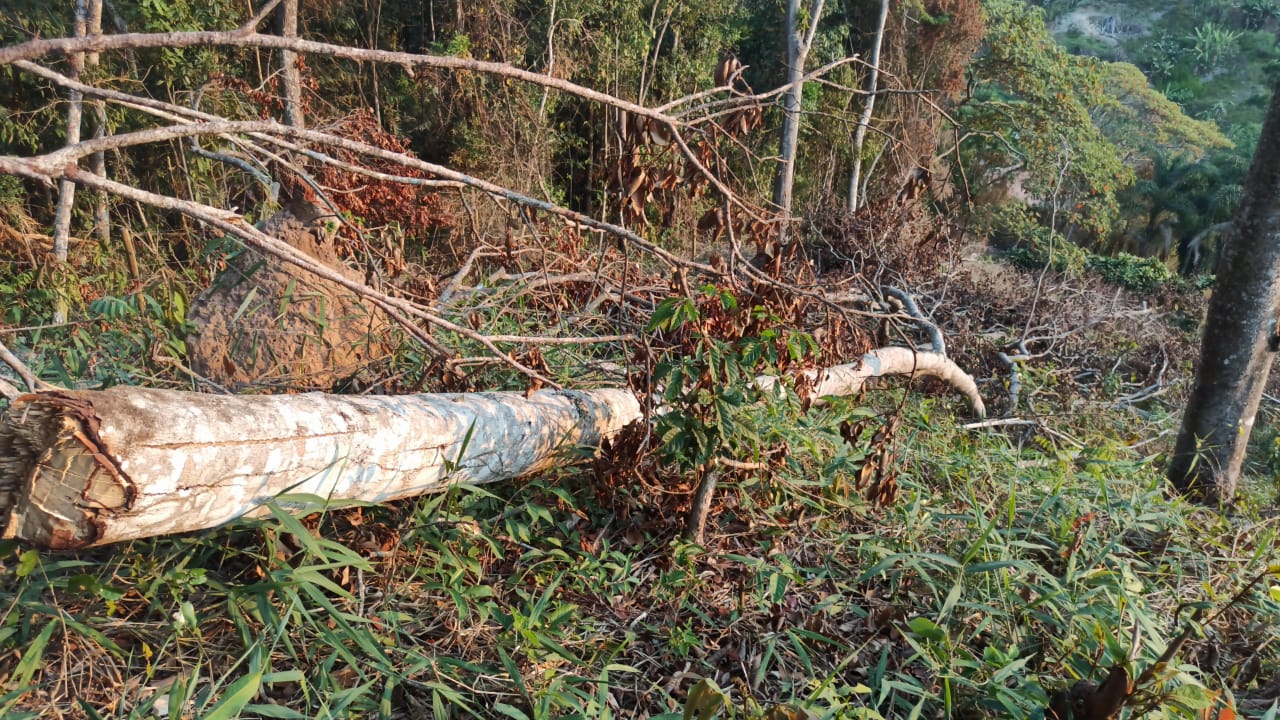 Denúncia leva polícia a identificar desmatamento em Nova Friburgo
