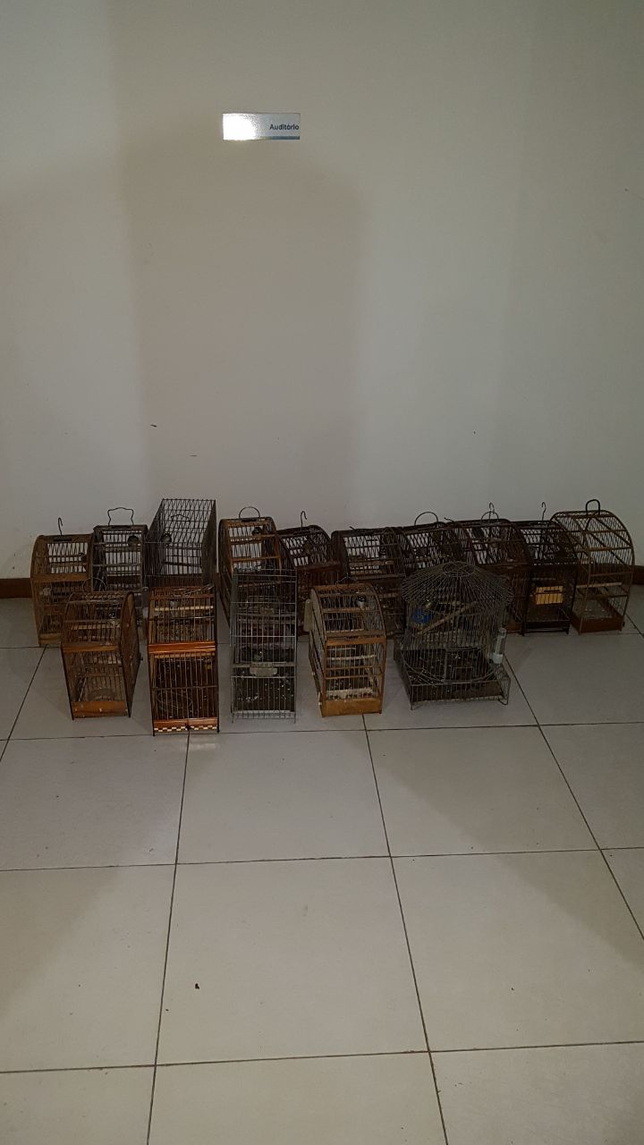 Denúncia de comércio de animais silvestres leva polícia militar a apreender 15 aves na Região Serrana