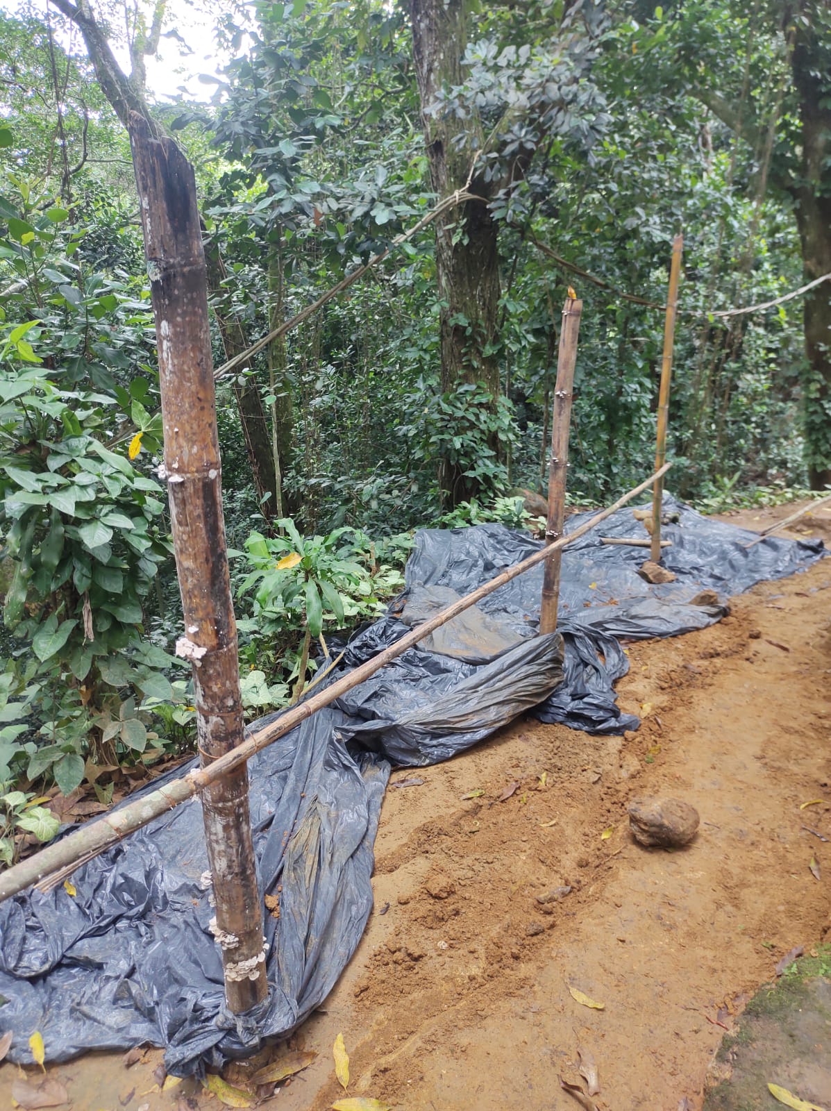 Denúncia de construção irregular em trilhas feita ao Linha Verde, leva polícia à Ilha Grande