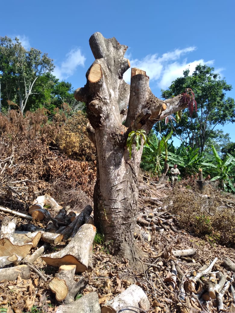 Após denúncia do Linha Verde, dezenas de árvores cortadas são encontradas por policiais em Paty do Alferes