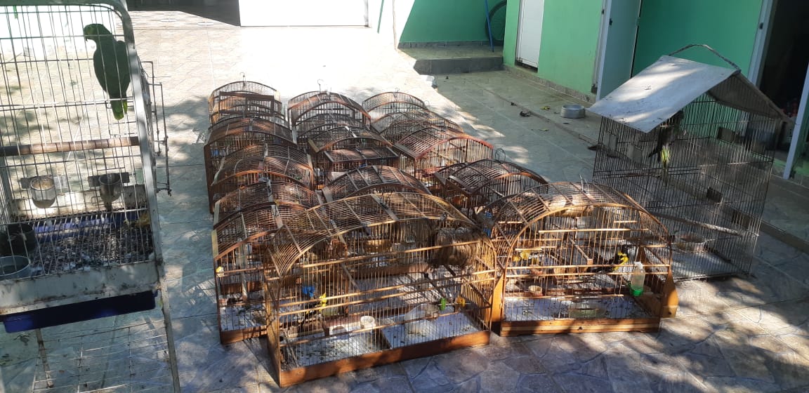 Policiais da 4ª UPAm resgatam 26 pássaros de cativeiro em Itaguaí com auxílio do Linha Verde