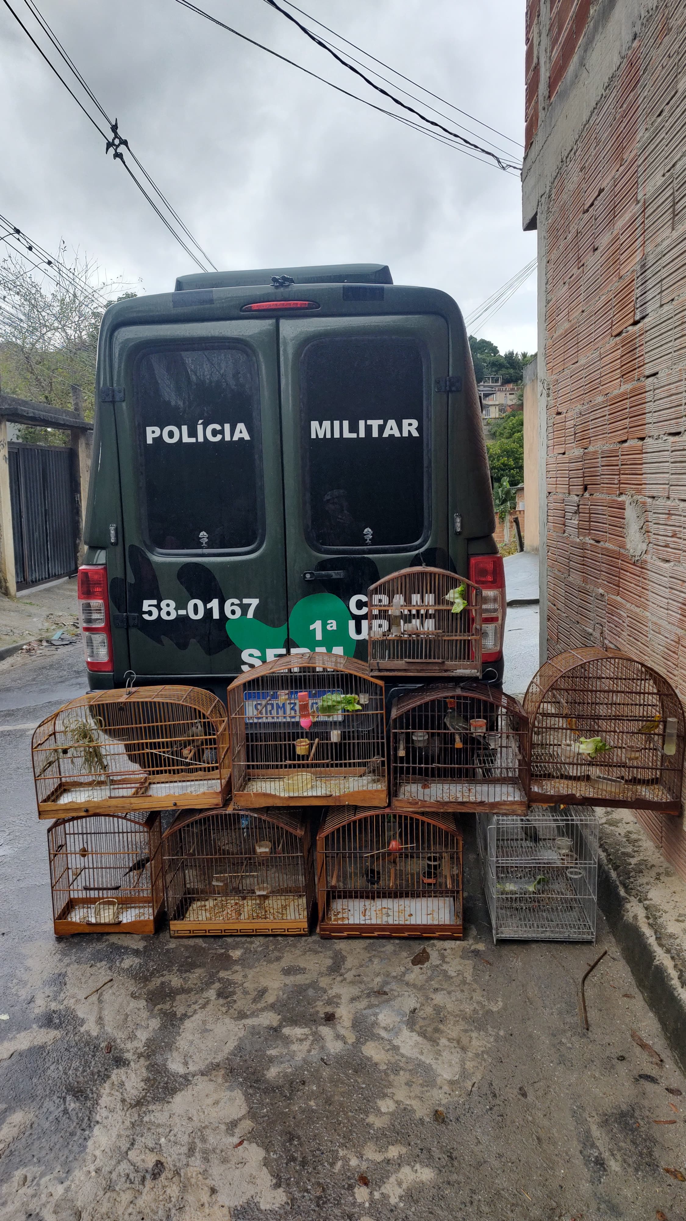 Nove pássaros são resgatados de cativeiro em Nova Iguaçu 