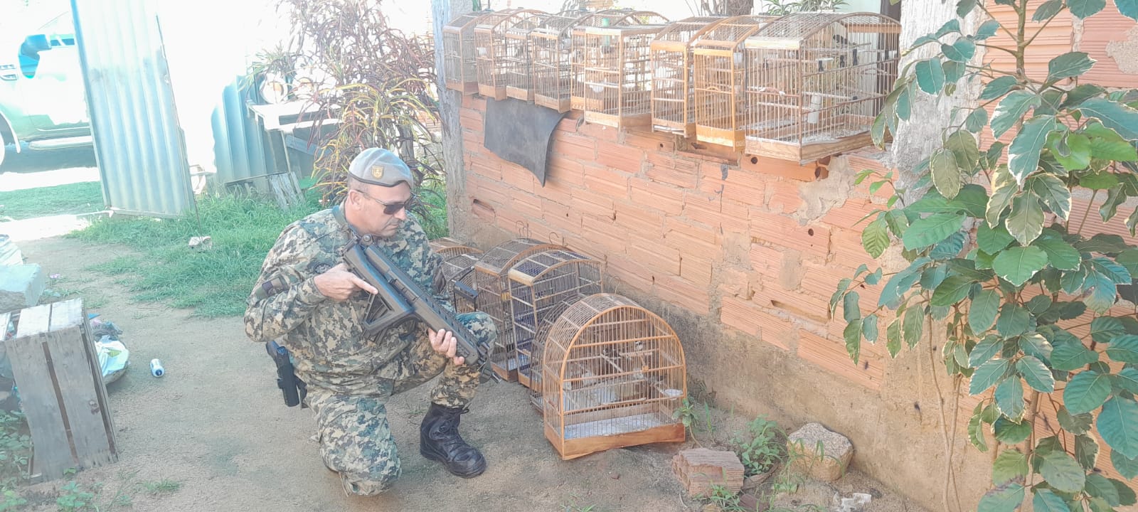 Cerca de 20 pássaros silvestres mantidos em cativeiro sem licença são apreendidos em Campos dos Goytacazes