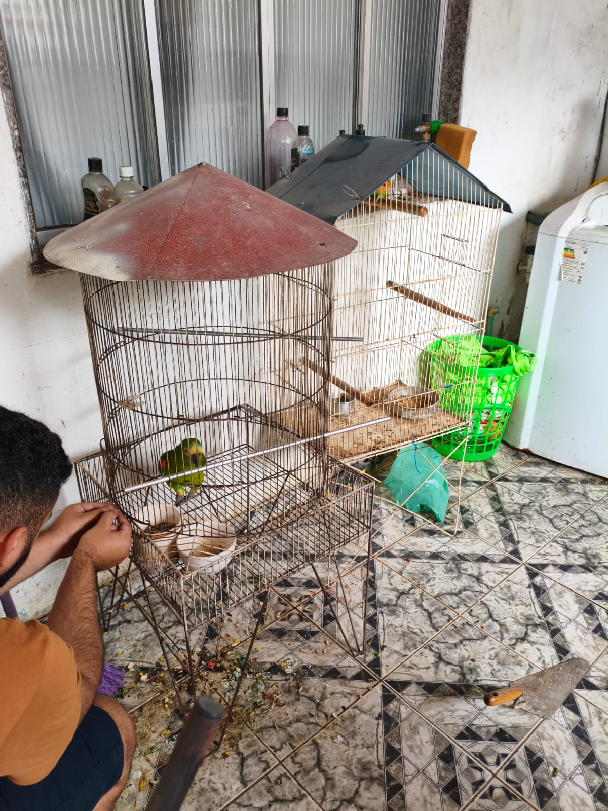 Papagaio verdadeiro mantido em cativeiro é resgatado em Duque de Caxias 