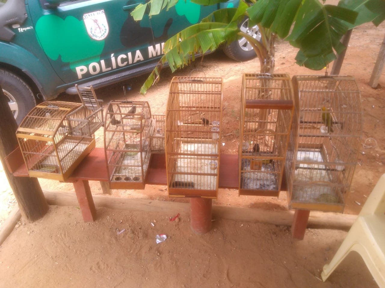Policiais encontram pássaros em cativeiro após denúncia do Linha Verde sobre caça ilegal de animais