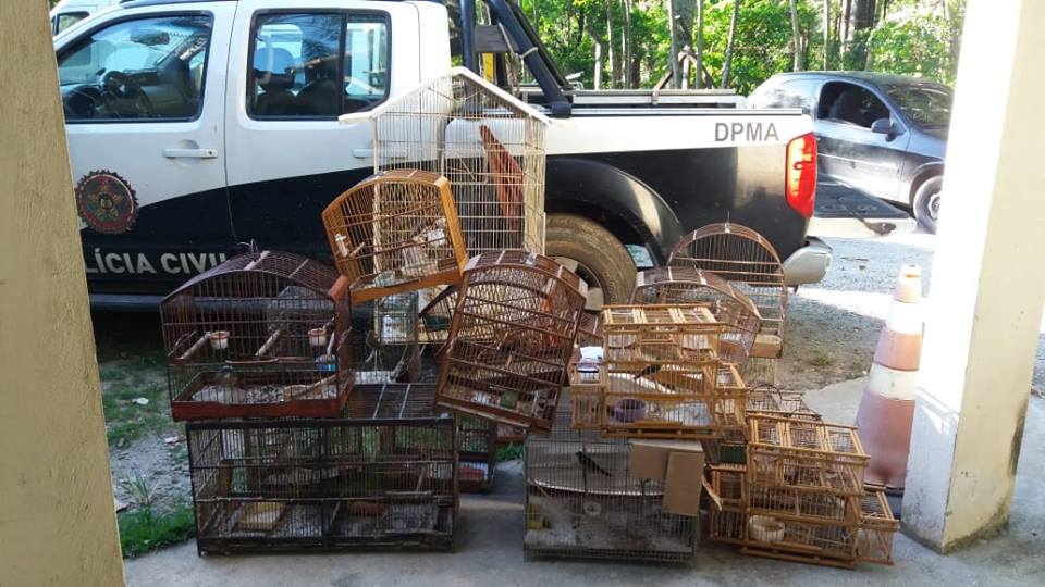 Polícia Civil resgata 17 pássaros silvestres de cativeiro em Seropédica