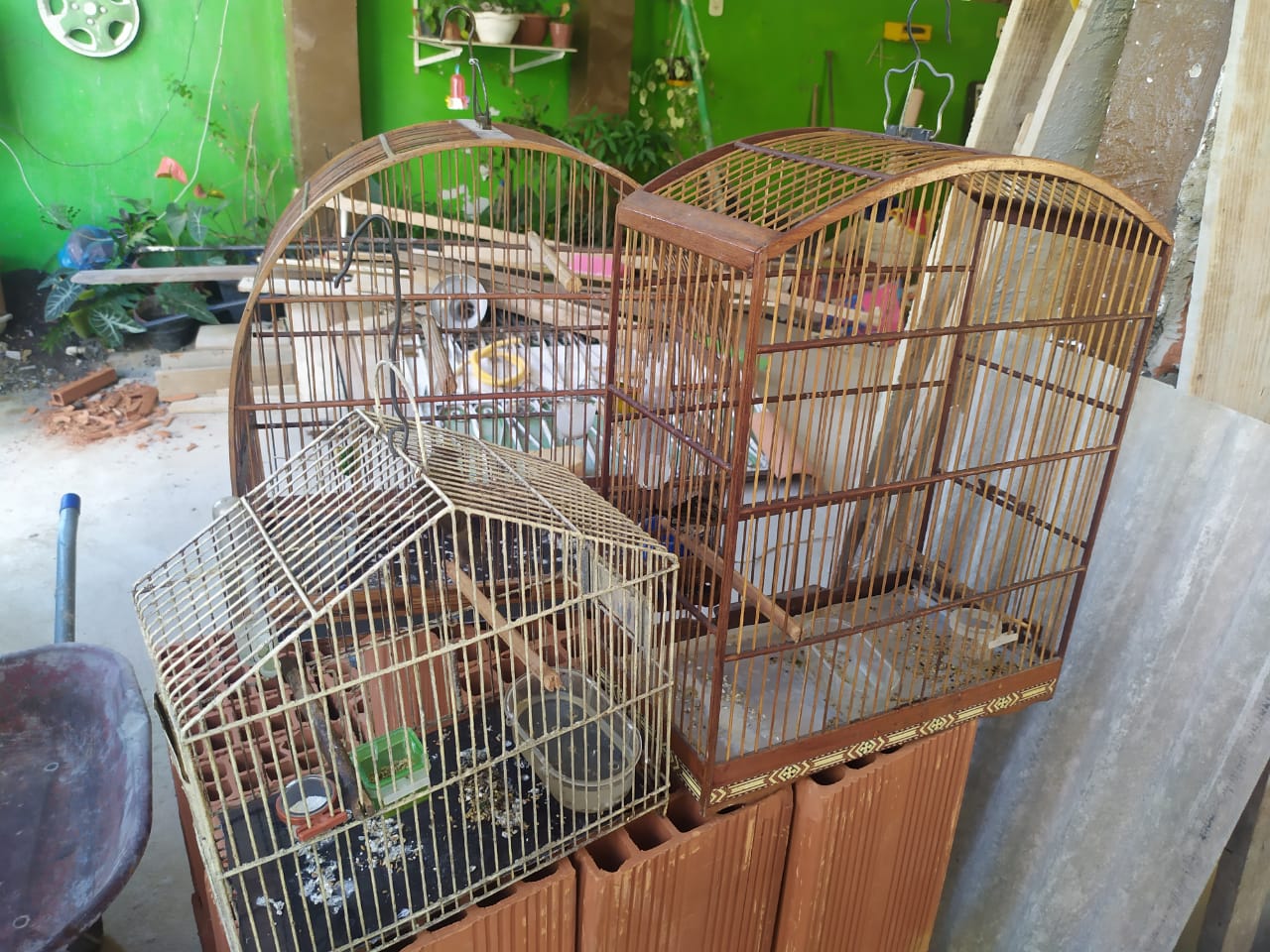 Pássaros são resgatados de cativeiro em Campo Grande