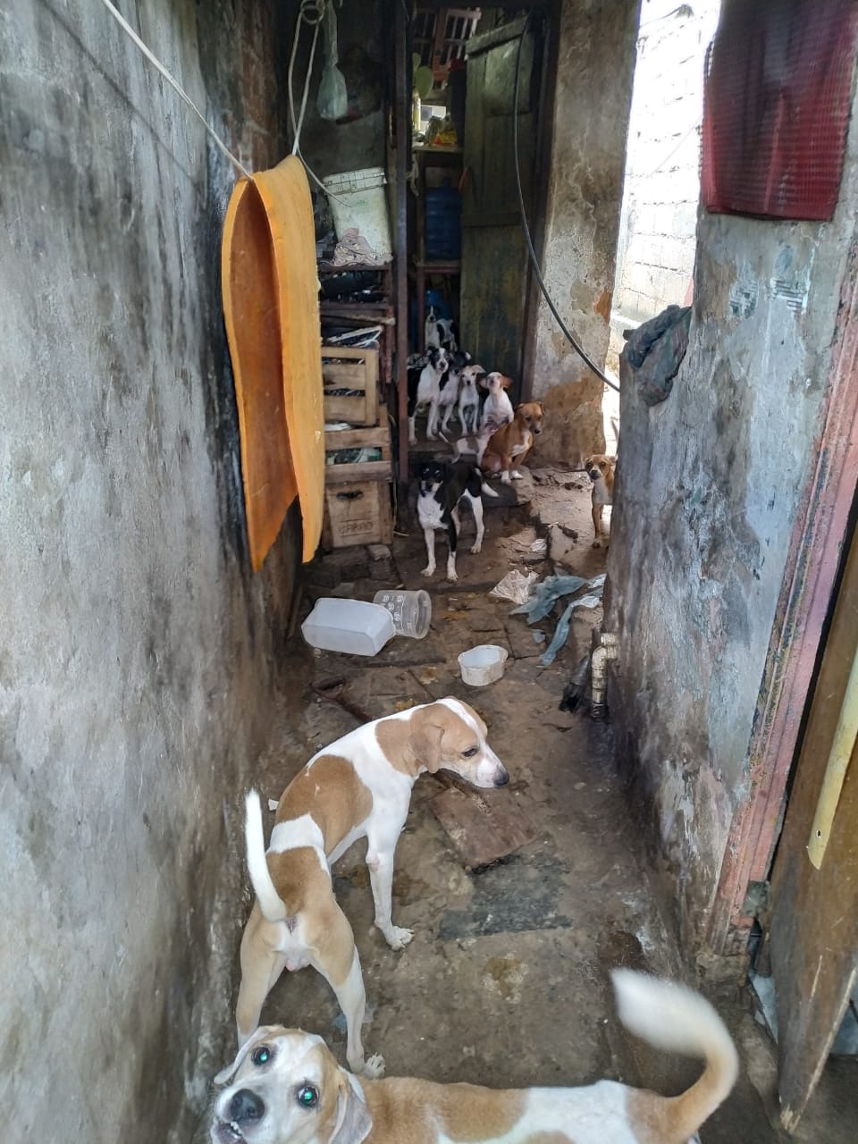 Cães em situação de maus tratos são resgatados em Santo Antônio de Pádua após denúncias do Linha Verde