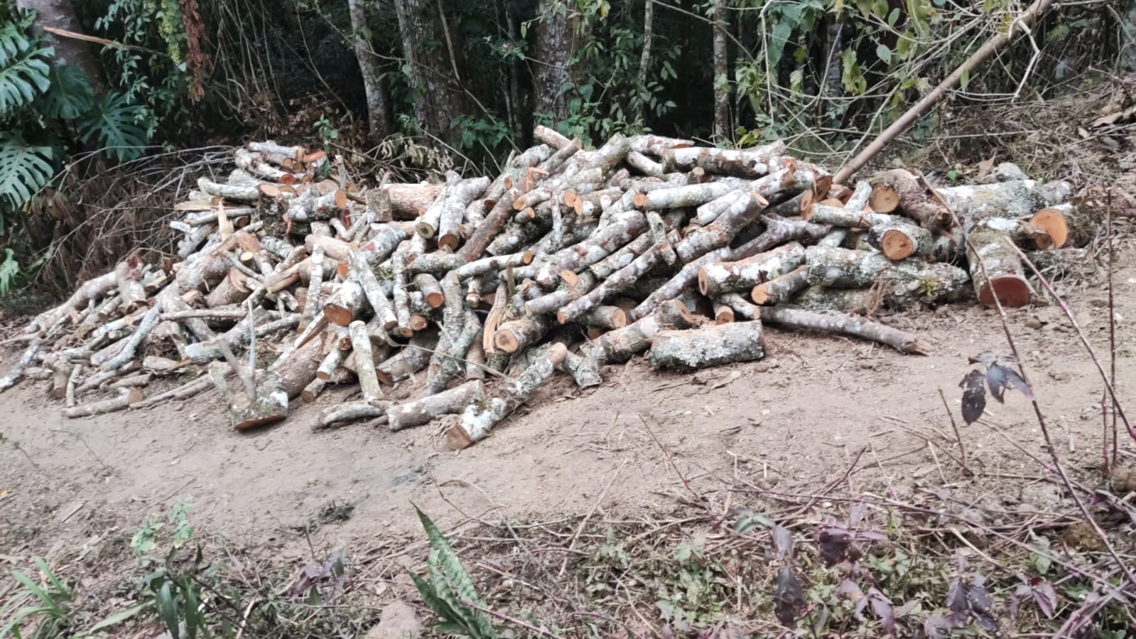 Denúncia leva polícia ambiental a corte de árvores em Teresópolis