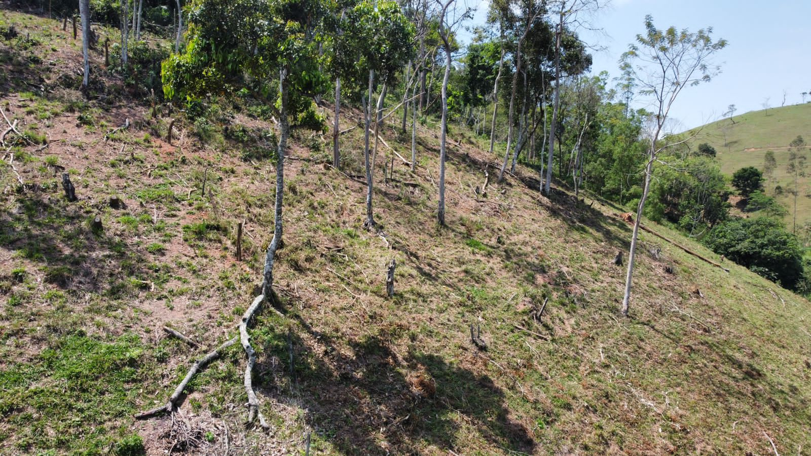 Desmatamento e apicultura sem licença em Silva Jardim