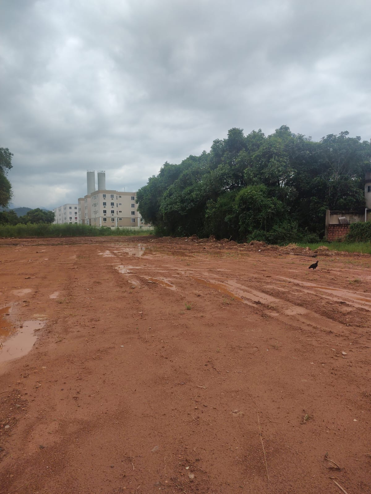 Denúncia leva polícia a desmatamento em Duque de Caxias 