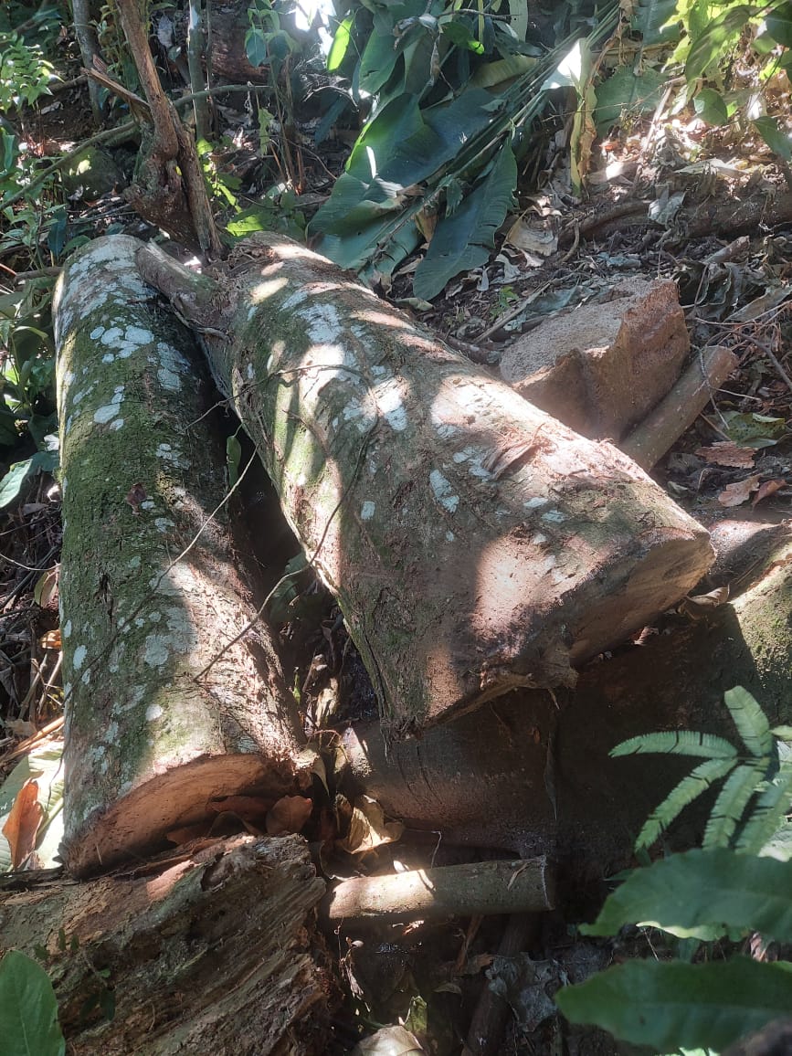 Polícia flagra corte de árvores em área de preservação permanente em Angra dos Reis 