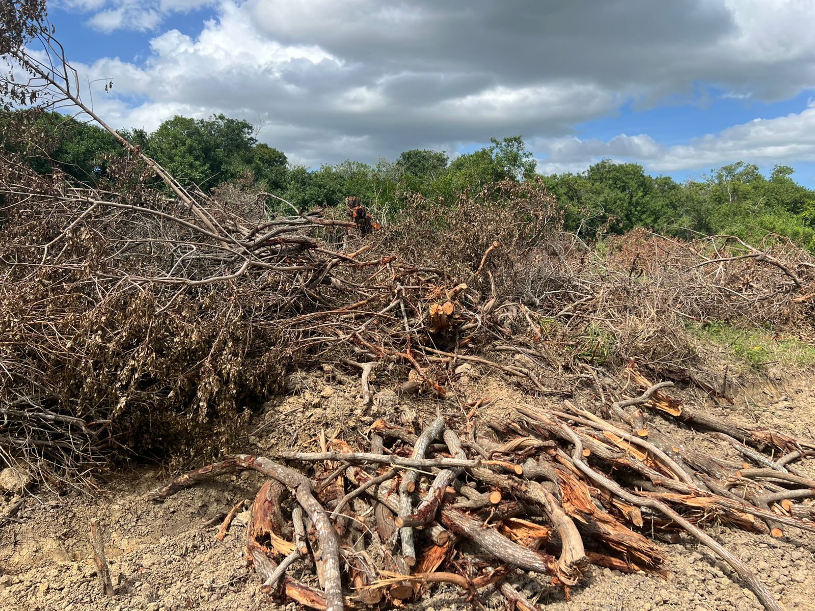 Denúncia ajuda polícia na localização de desmatamento degradando 5 mil metros quadrados de área em Campos 