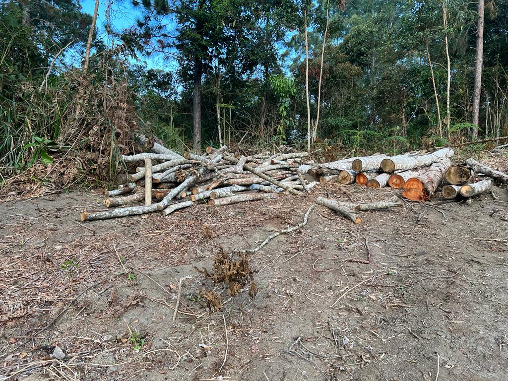 Denúncia de construção irregular feita ao Linha Verde leva polícia a identificar desmatamento em bairro de Teresópolis