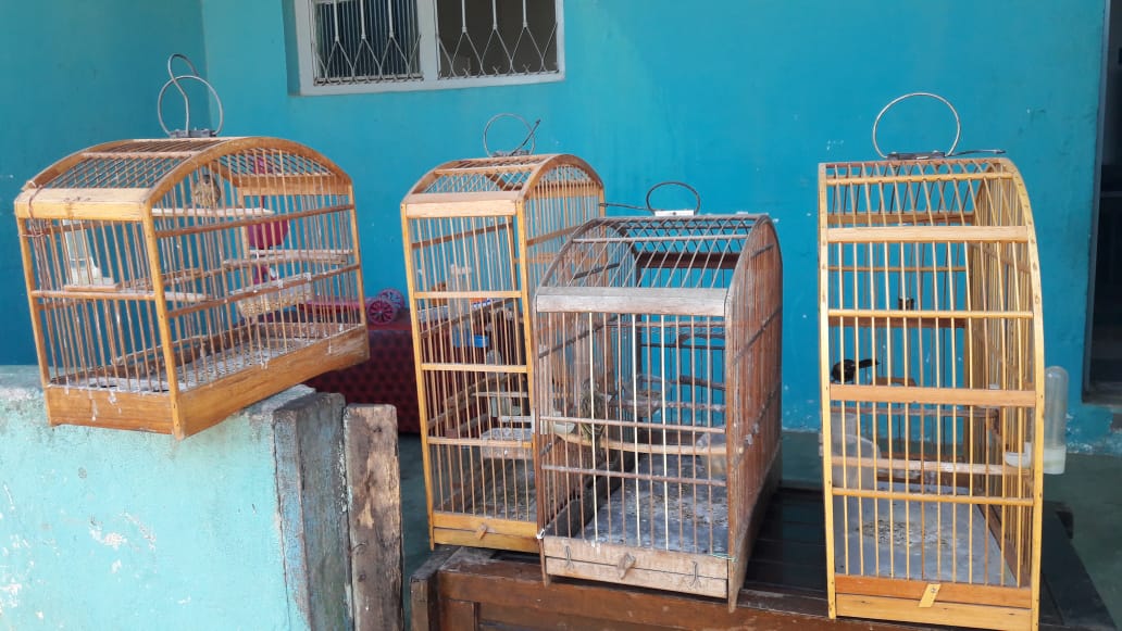 Polícia resgata pássaros silvestres de cativeiro em São Pedro da Aldeia