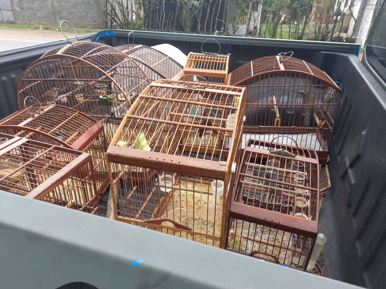 Aves silvestres são resgatadas de cativeiro em Magé com auxílio do Linha Verde