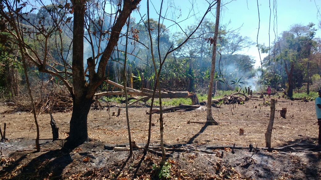 Homem é preso em Saquarema após denúncia de desmatamento feita ao Linha Verde