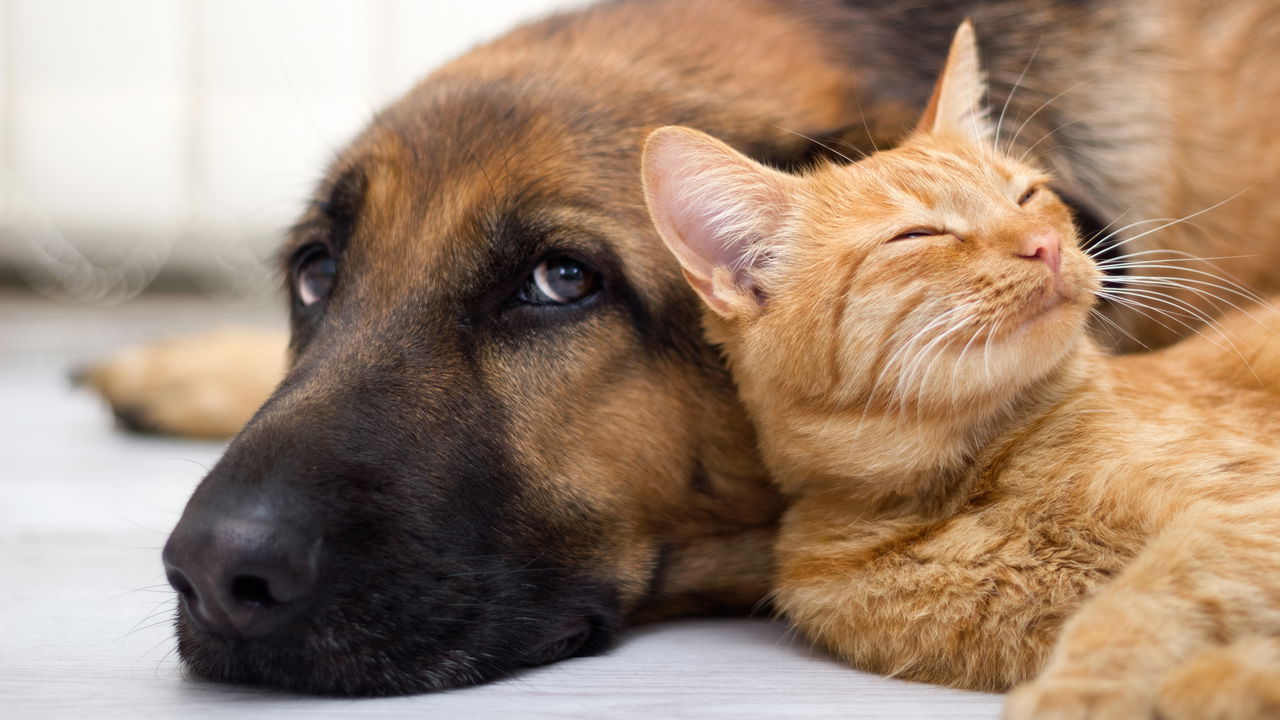 Rio bate recorde histórico de violência contra cães, gatos e cavalos