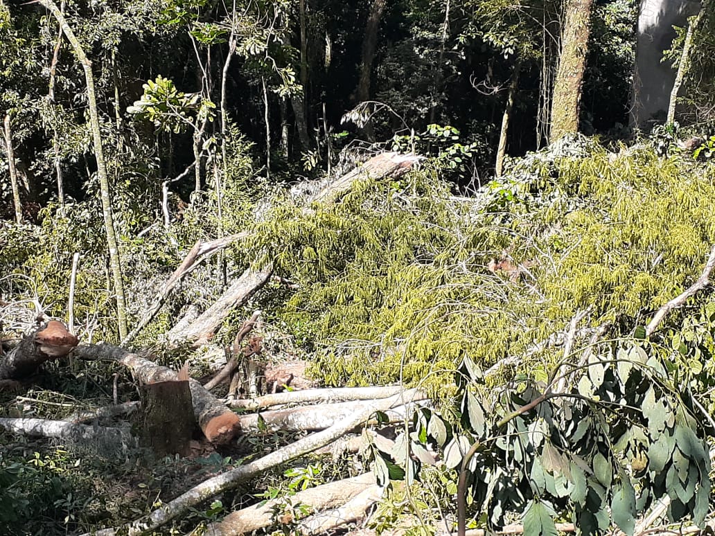 Denúncia do Linha Verde leva polícia ambiental a localizar área desmatada em Teresópolis