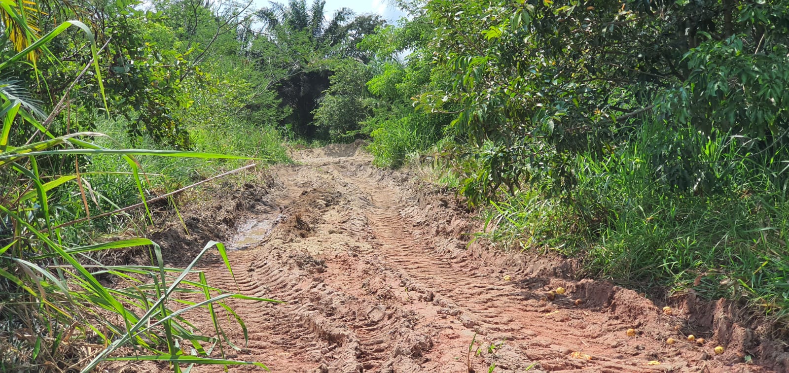 Após denúncia, polícia ambiental identifica movimentação do solo e abertura de estrada em Itaguaí