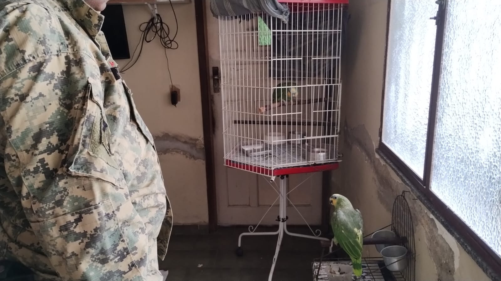 Maritaca e papagaios são resgatados de cativeiro em Campo Grande