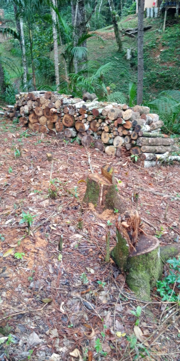 Polícia flagra corte irregular de árvores em Petrópolis com auxílio do Linha Verde