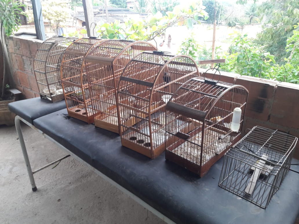  Linha Verde leva polícia a resgatar pássaros mantidos em cativeiro em Araruama