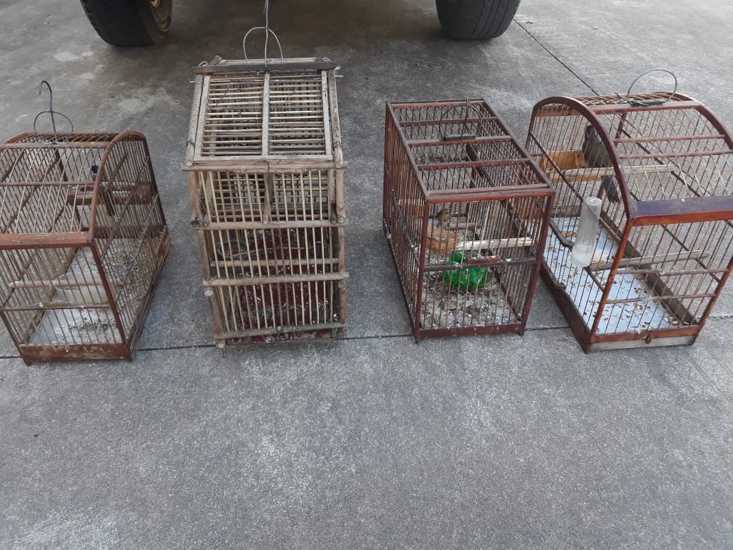 Pássaros mantidos em cativeiro em Fazenda de Sapucaia são resgatados após denúncia do Linha Verde