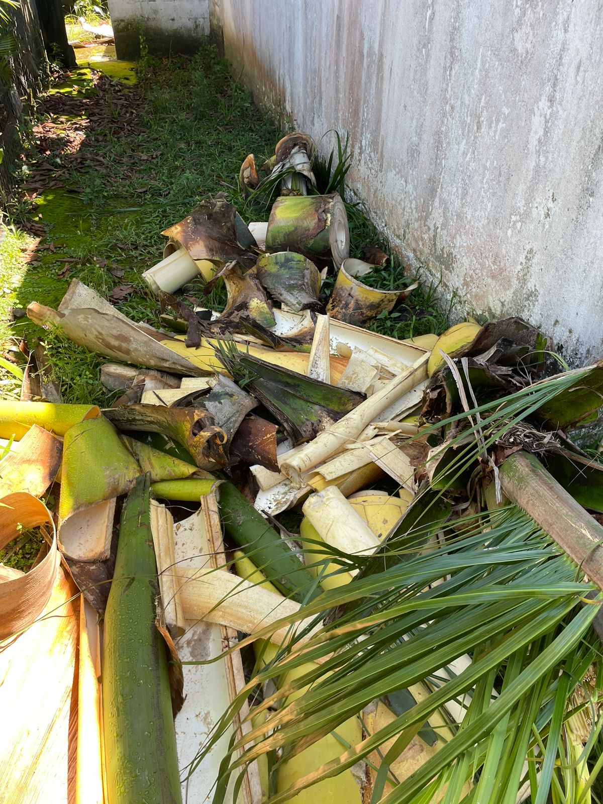 Denúncia leva polícia ambiental e encontrar palmeiras cortadas ilegalmente em Paraty