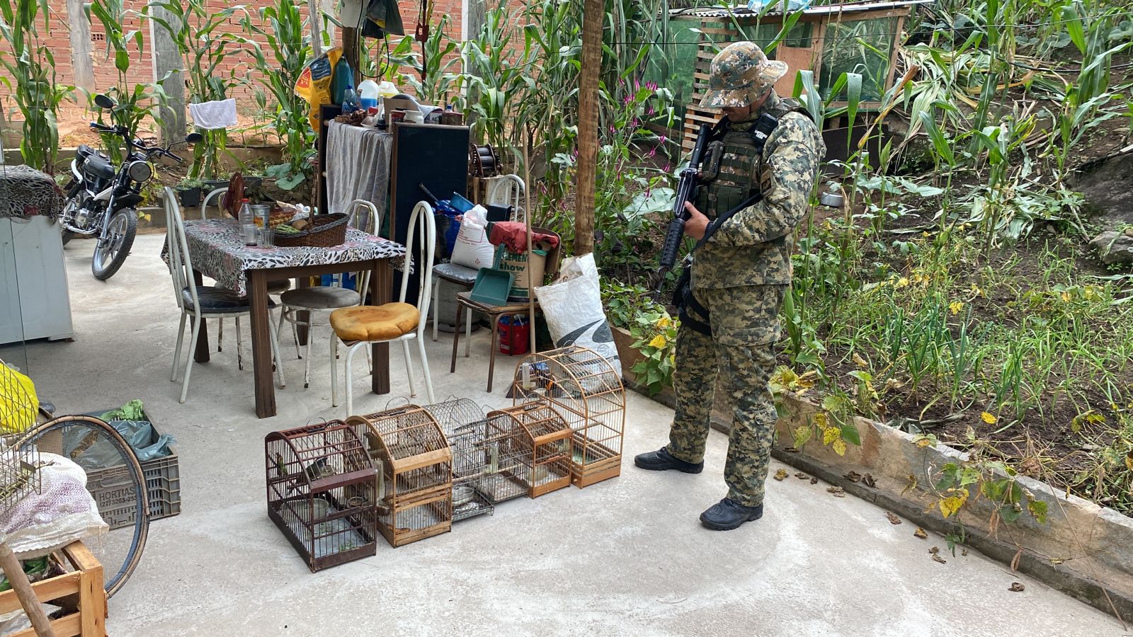 Pássaros são resgatados de cativeiro em Duas Barras 