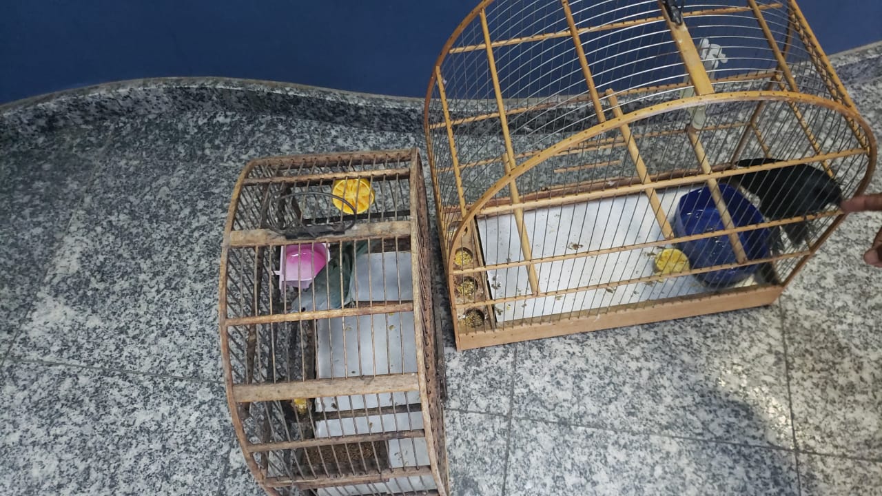 Pássaros são resgatados de cativeiro em Cabo Frio
