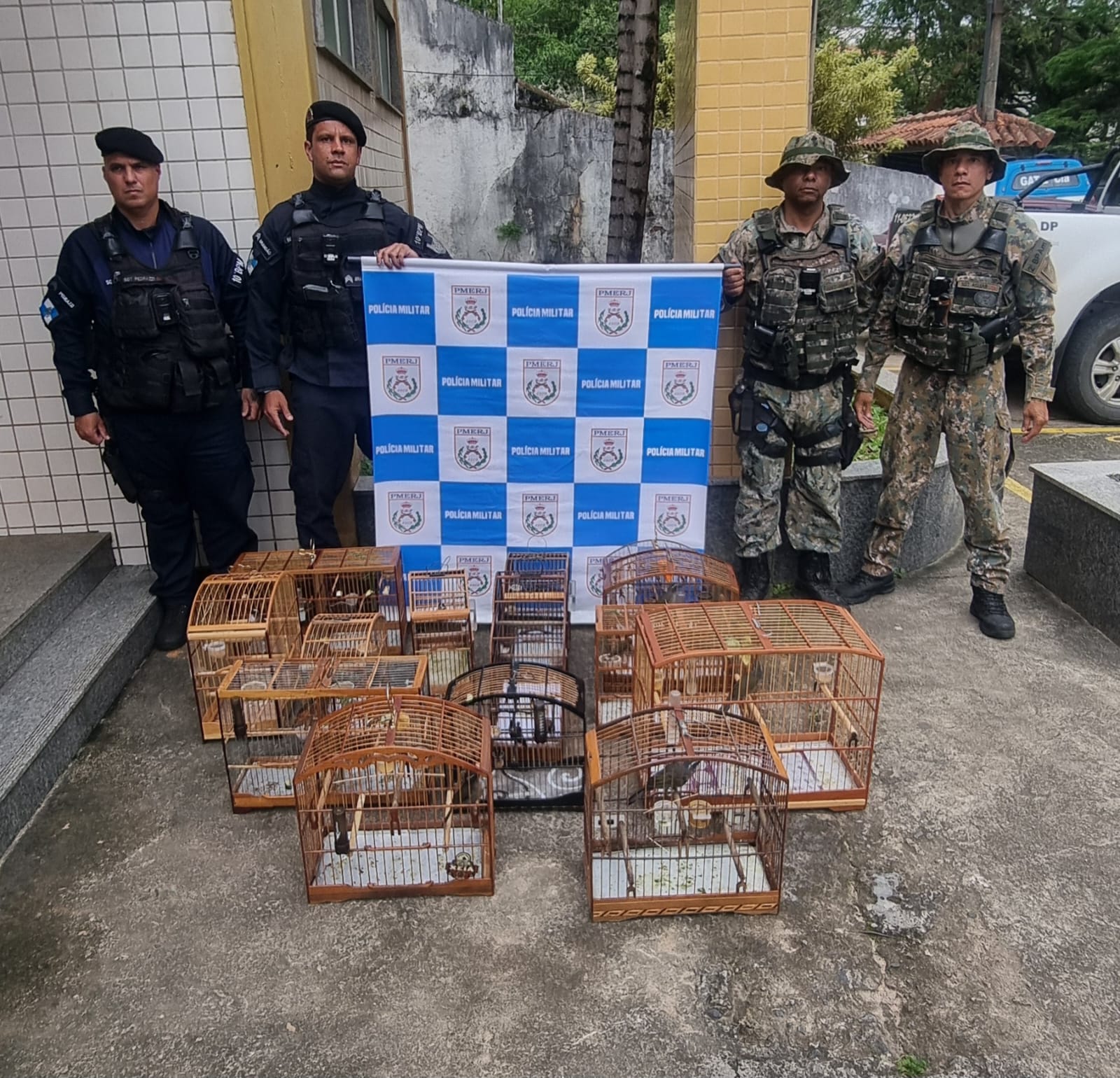 Denúncia de torneio de pássaros feita ao Linha Verde resulta na apreensão de 14 aves silvestres em Miguel Pereira 