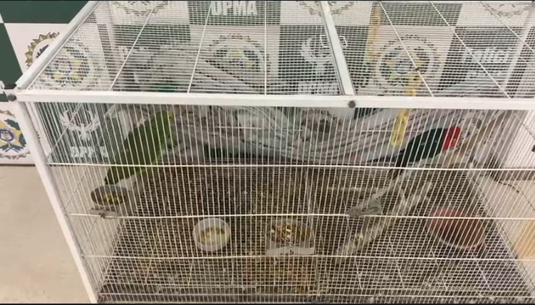 Aves são resgatadas de cativeiro após denúncia em São João de Meriti