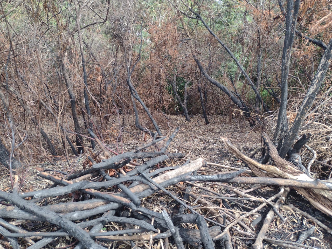 Denúncia leva policiais militares a constatarem os crimes de queimada e desmatamento no Siméria, em Petrópolis