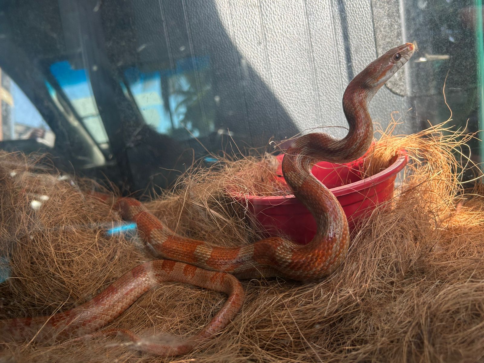 Cobras e aranhas são apreendidas durante operação para coibir tráfico de animais silvestres 