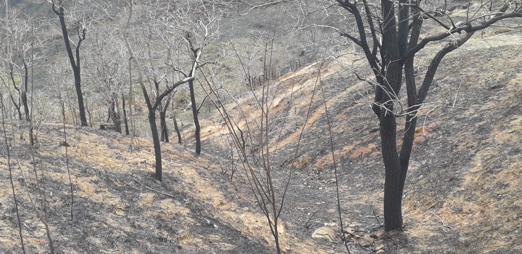 Após denúncia, ambiental localiza grande área degradada em decorrência de incêndio florestal