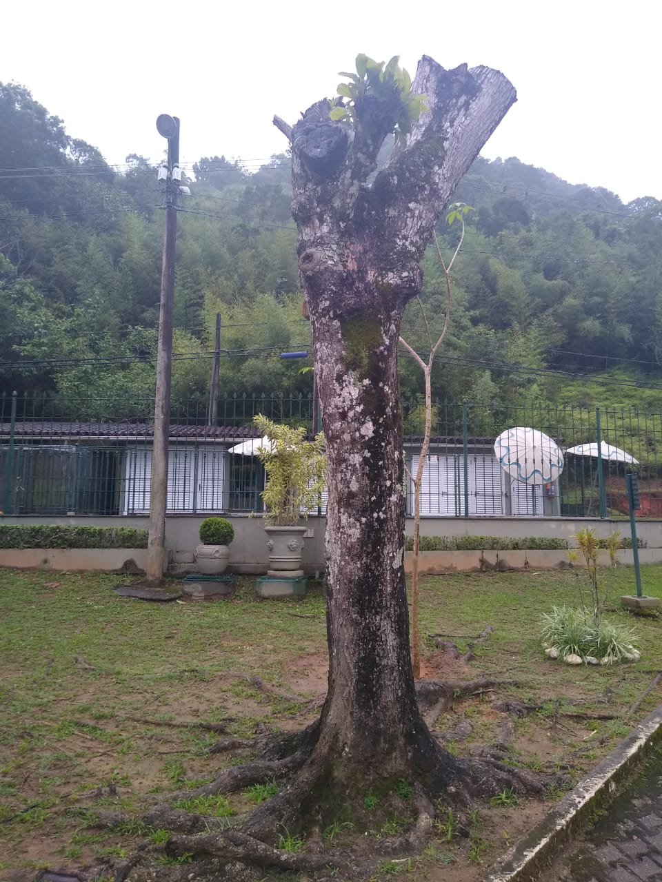 Polícia constata corte de árvores sem autorização em condomínio de Angra dos Reis