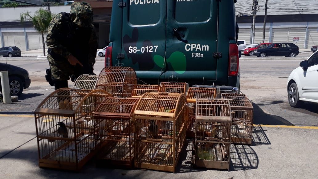 Policiais da 6ª UPAm resgatam pássaros silvestres de cativeiro em Itaboraí