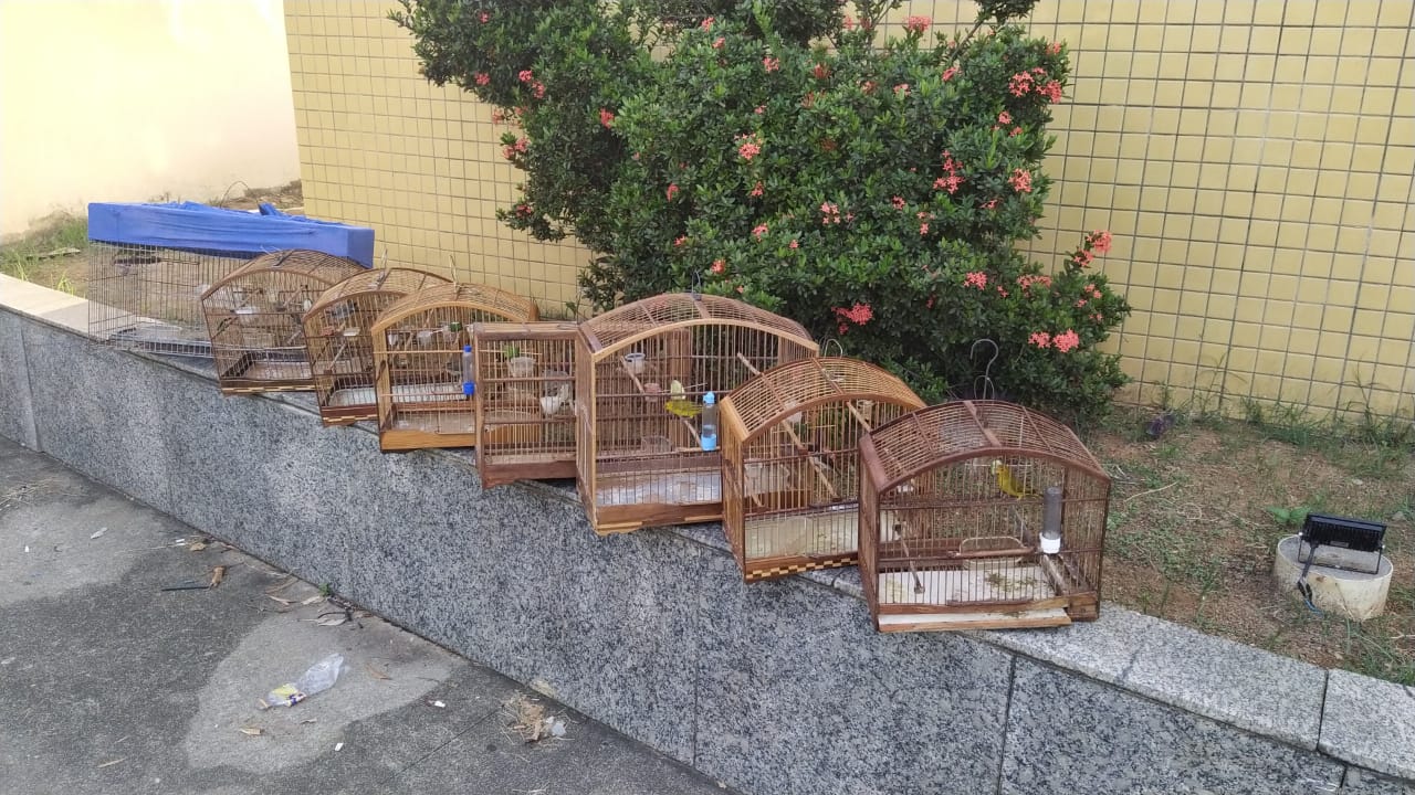 Polícia ambiental encontra nove pássaros silvestres em cativeiro com auxílio do Linha Verde