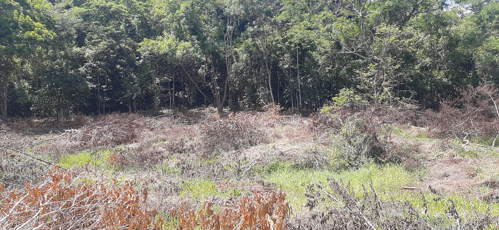 Polícia encontra supressão de vegetação degradando 20 mil metros quadrados de área em Miracema