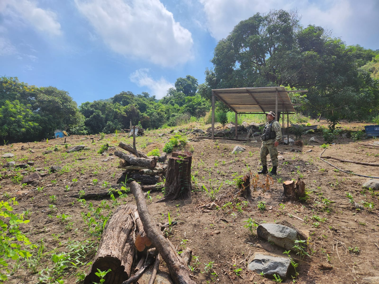 Polícia identifica supressão de vegetação em bairro de Nova Iguaçu 