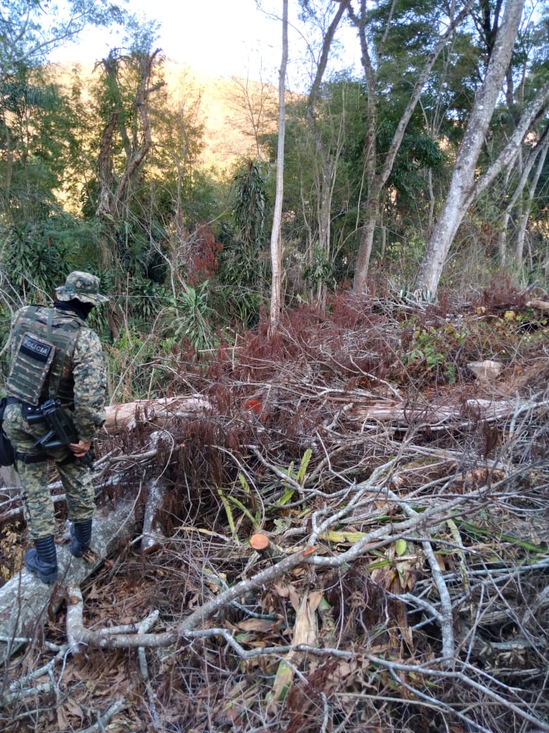 Denúncia do Linha Verde leva policia a identificar crimes contra a flora em Petrópolis