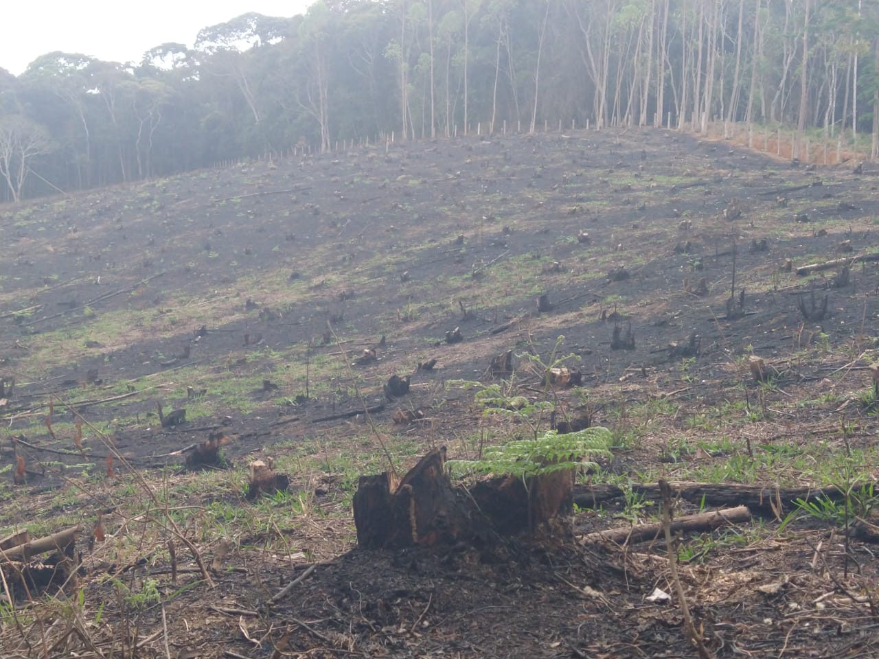 Denúncia leva polícia ambiental a área de 20 mil metros quadrados queimada em Duas Barras